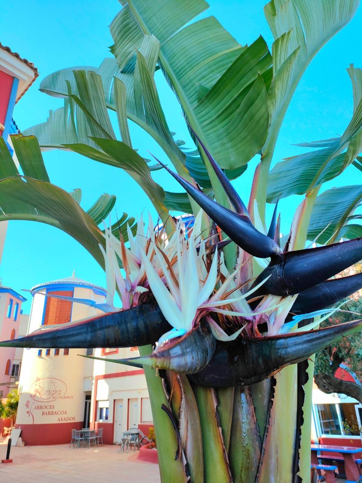 Casa De Buenos Dias Leilighet Torrevieja Eksteriør bilde